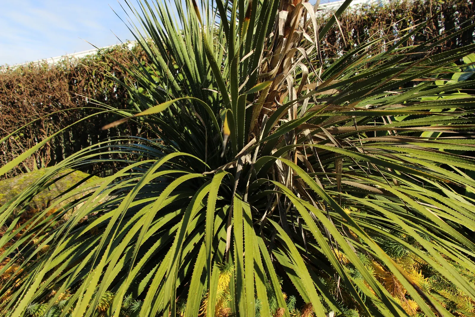 Grey Desert Spoon, Sotol (Dasylirion Wheeleri) — long leaves that are edged with small teeth; provided they offer good drainage