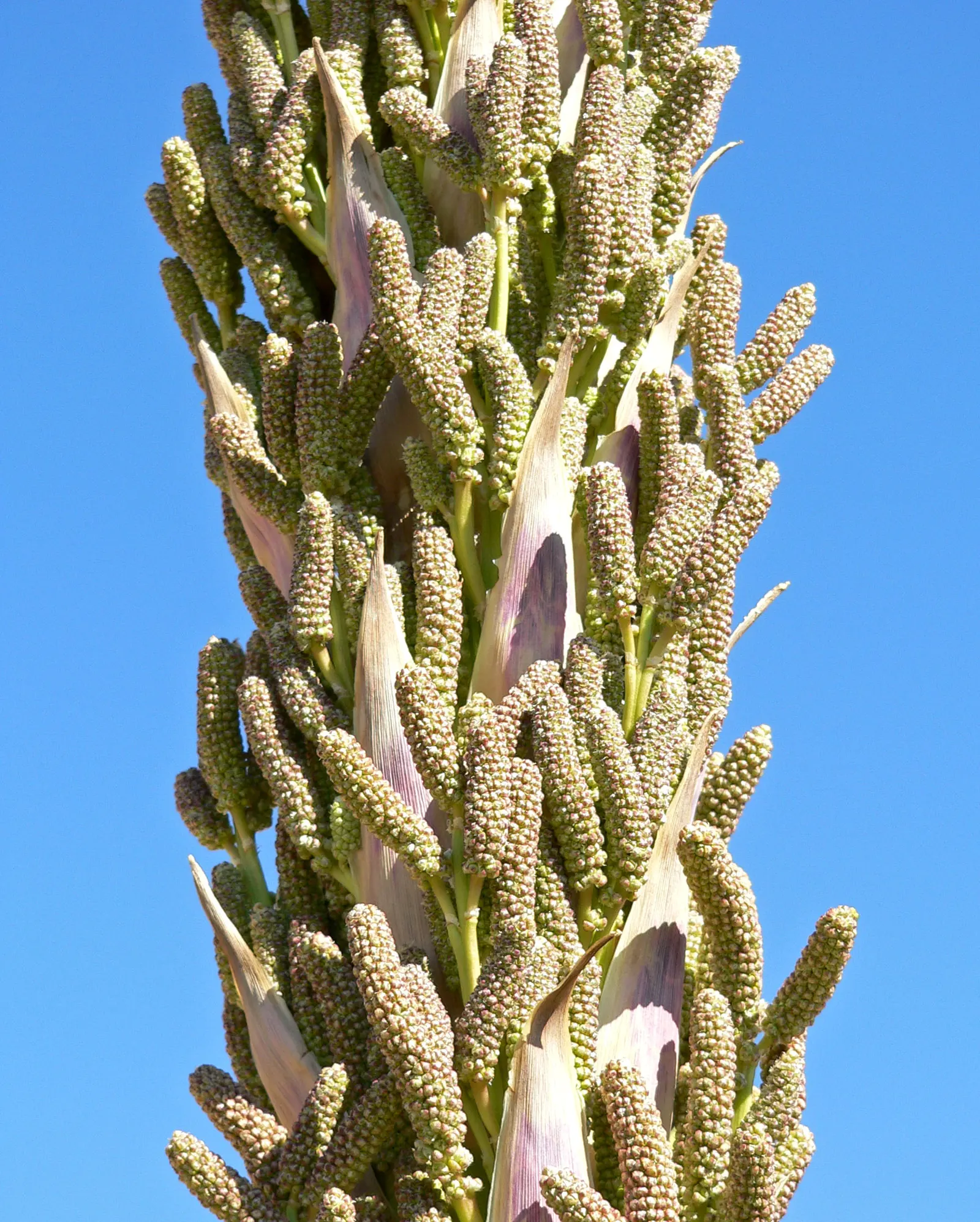 Grey Desert Spoon, Sotol (Dasylirion Wheeleri) — more formally known as Dasylirion wheeleri; culminating in a rosette of narrow