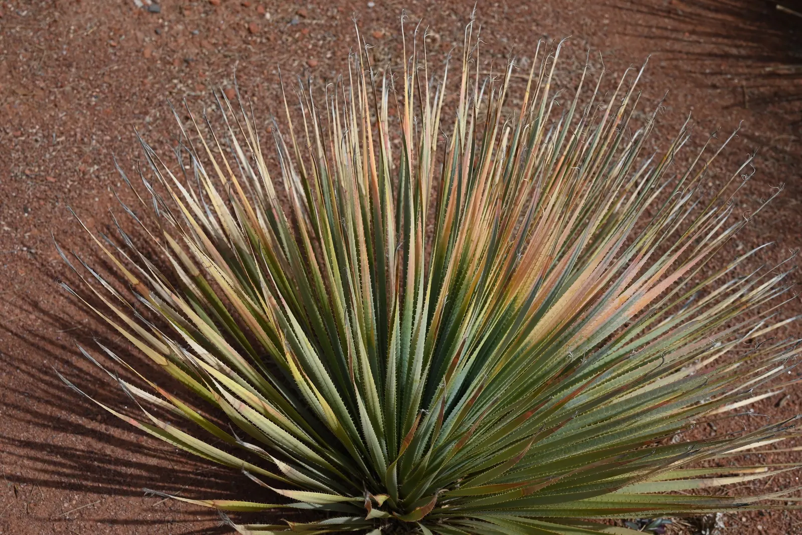 Grey Desert Spoon, Sotol (Dasylirion Wheeleri) — It offers a sculptural aesthetic that complements rock gardens