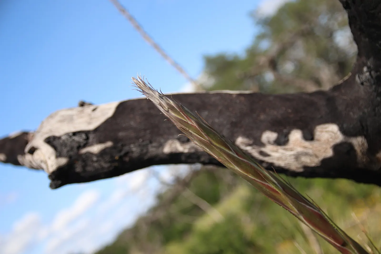 Grey Desert Spoon, Sotol (Dasylirion Wheeleri) — With its stunning silvery-grey foliage and distinctive architectural form