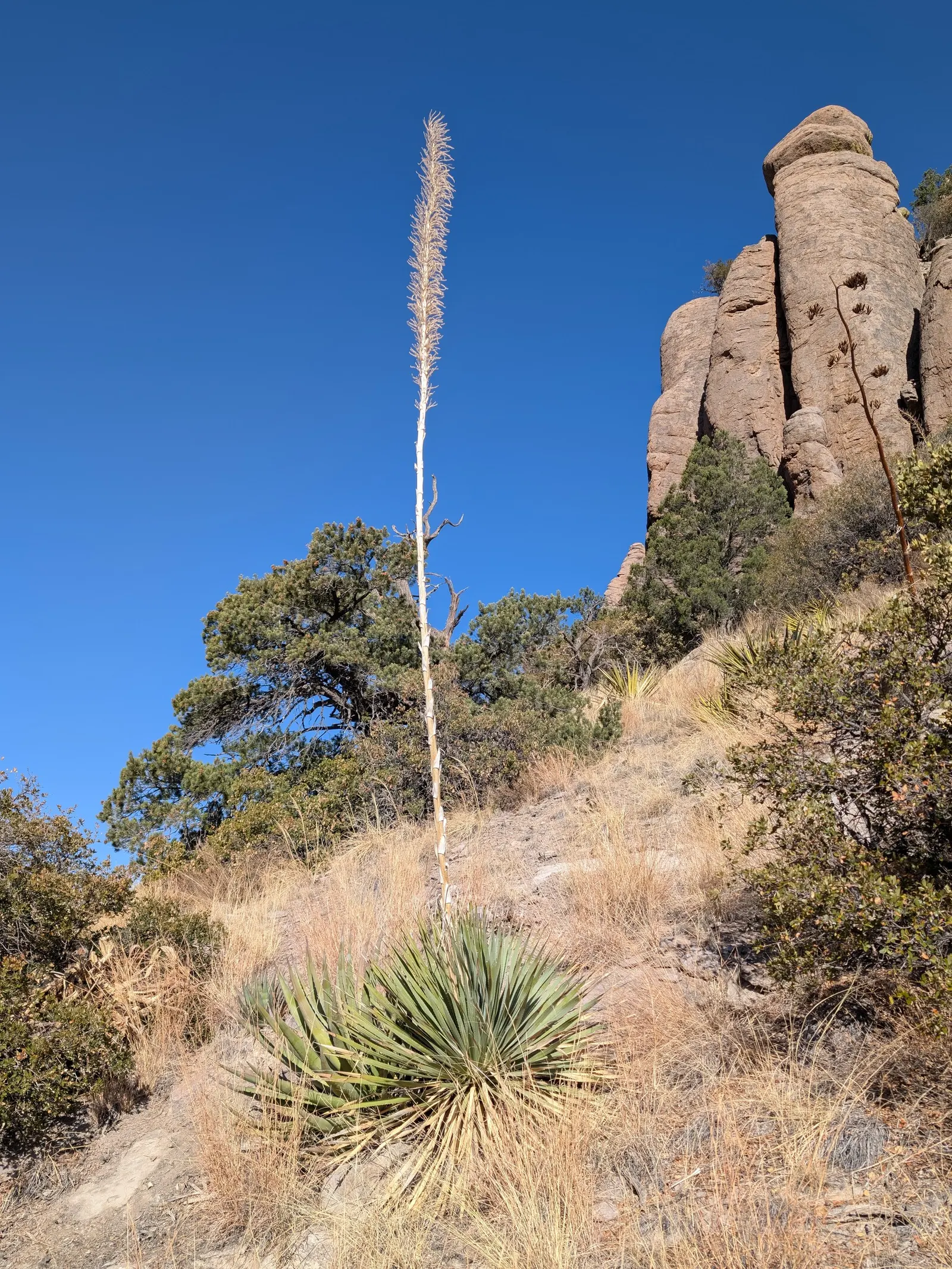 Grey Desert Spoon, Sotol (Dasylirion Wheeleri) — merely requiring the occasional removal of old foliage