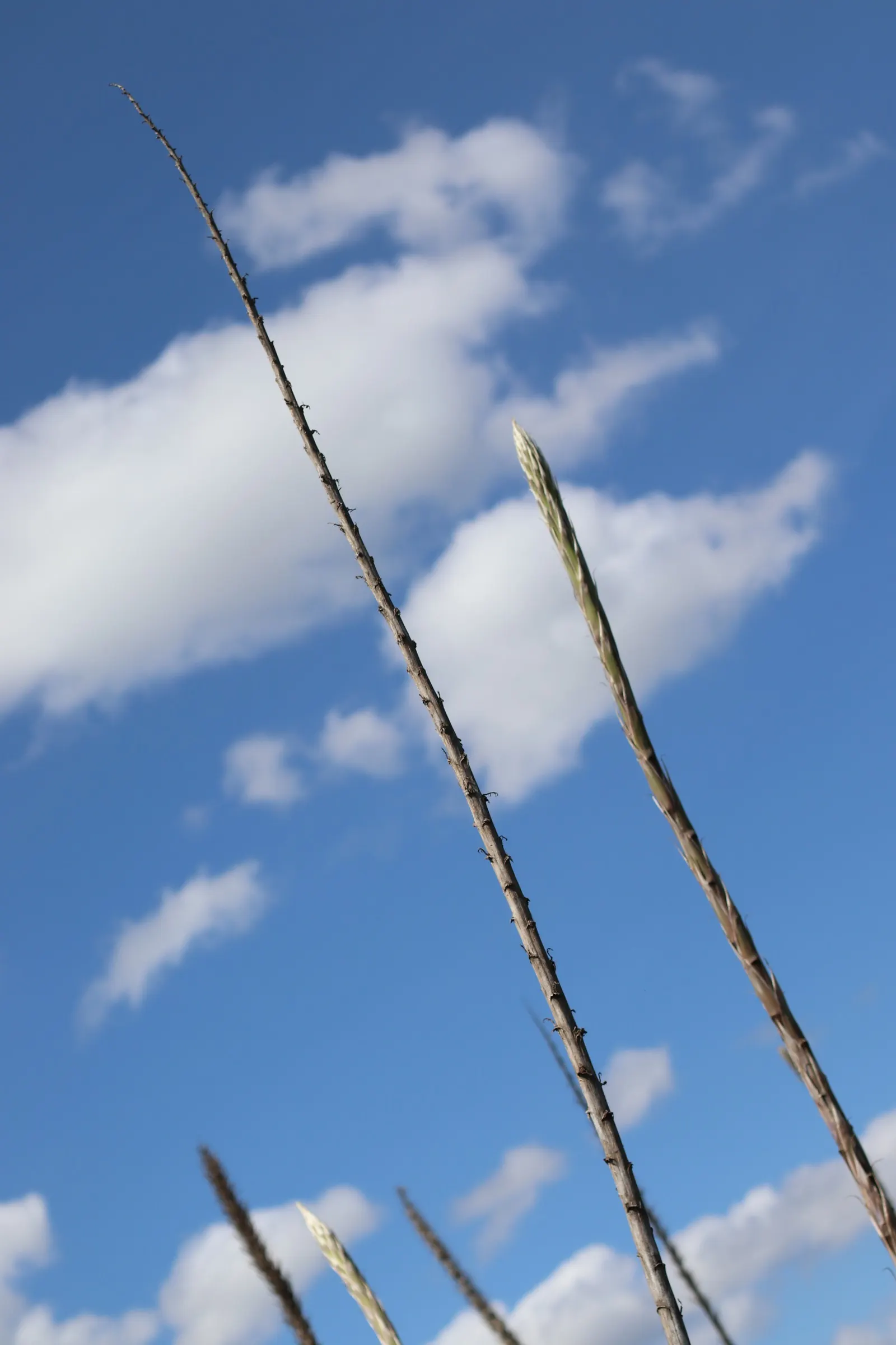 Grey Desert Spoon, Sotol (Dasylirion Wheeleri) — long leaves that are edged with small teeth