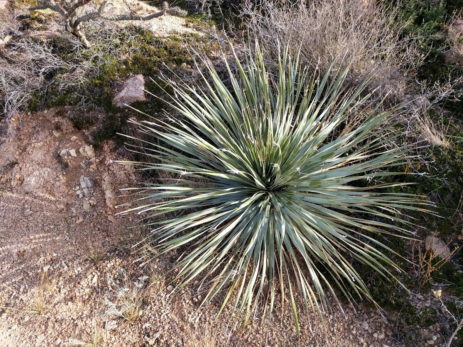 Grey Desert Spoon, Sotol (Dasylirion Wheeleri) — giving it a dramatic texture; inform clients of its slow growth rate, ensuring them of its manageable size