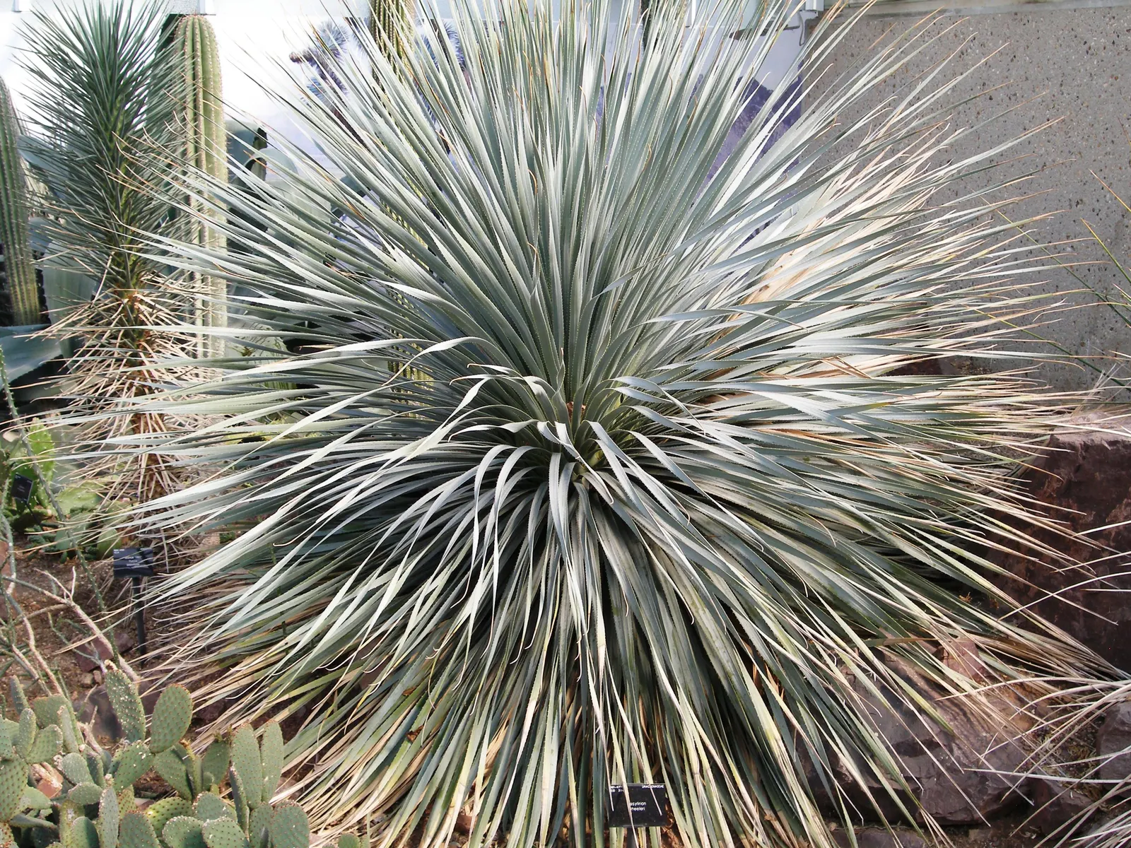 Grey Desert Spoon, Sotol (Dasylirion Wheeleri) — Ideal for xeriscaping, it thrives in full sun and well-draining soils, requiring minimal maintenance; is a