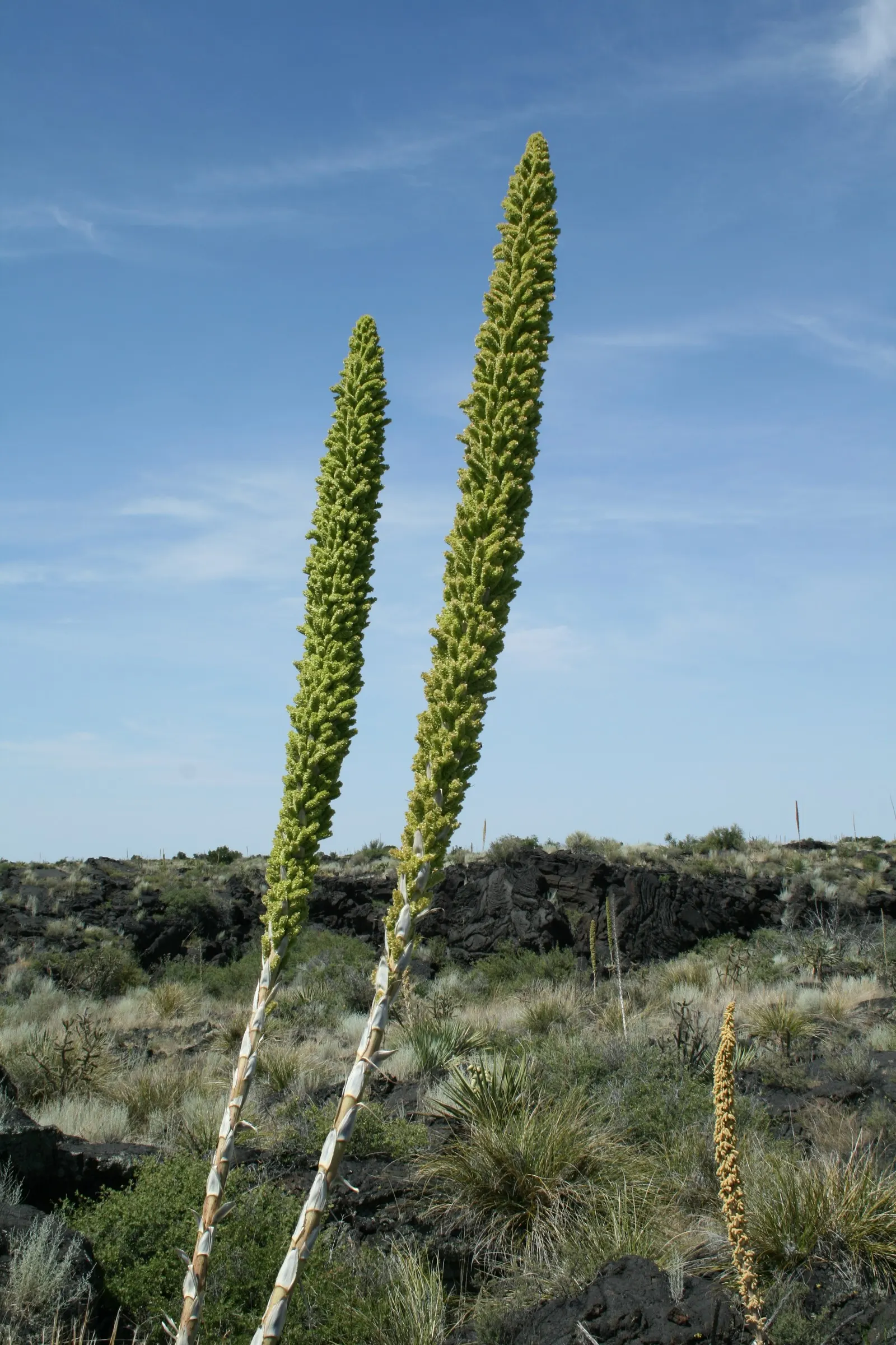 Grey Desert Spoon, Sotol (Dasylirion Wheeleri) — giving it a dramatic texture