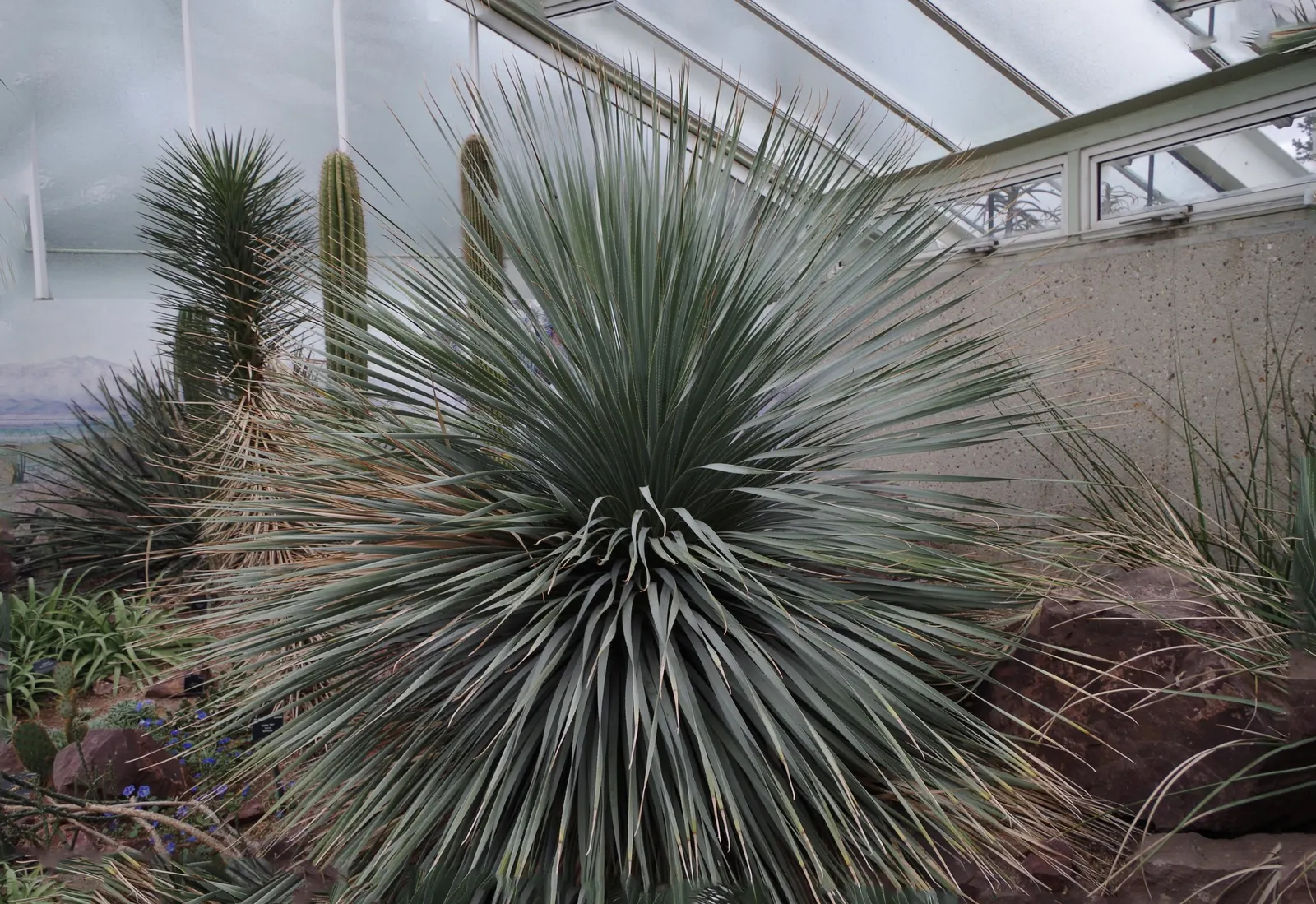 Grey Desert Spoon, Sotol (Dasylirion Wheeleri) — drought-tolerant perennial that is native to the arid regions of the Southwest; its striking flower stalk