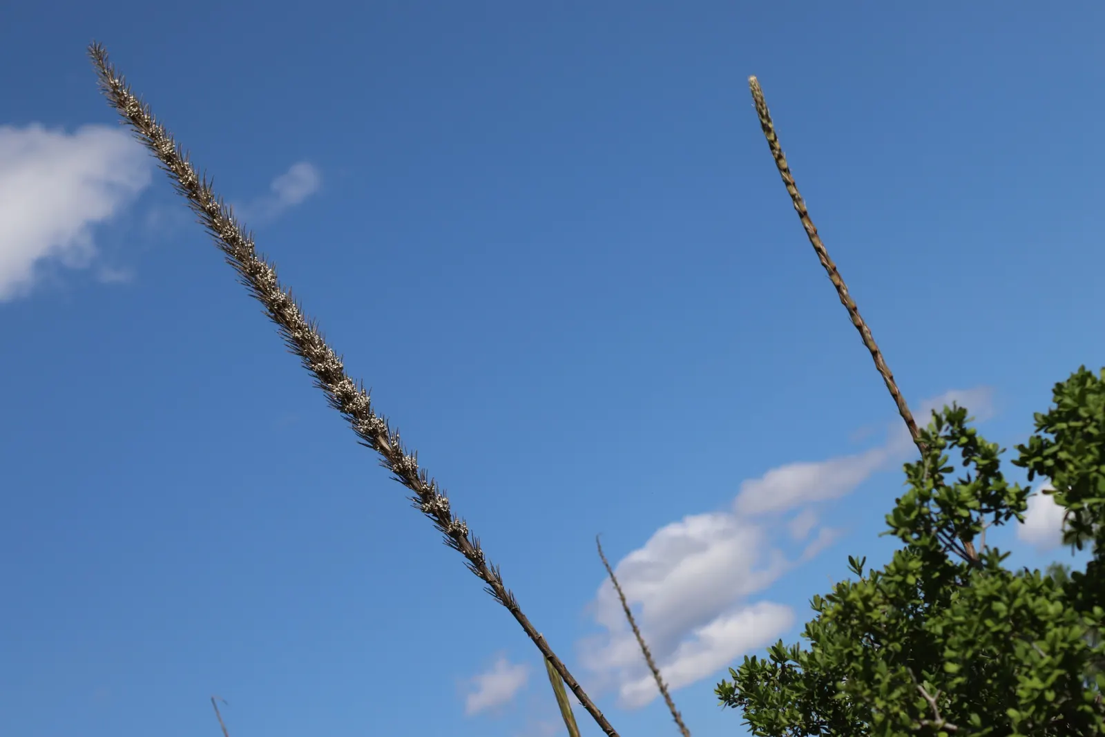 Grey Desert Spoon, Sotol (Dasylirion Wheeleri) — drought-tolerant perennial that is native to the arid regions of the Southwest
