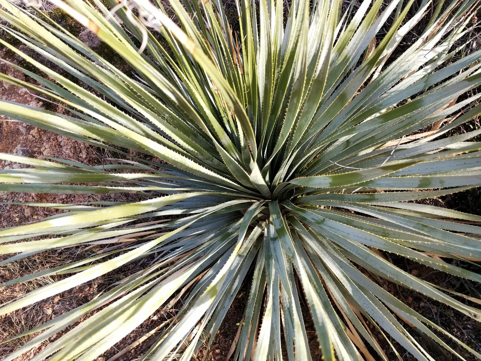 Grey Desert Spoon, Sotol (Dasylirion Wheeleri) — Ideal for xeriscaping, it thrives in full sun and well-draining soils, requiring minimal maintenance