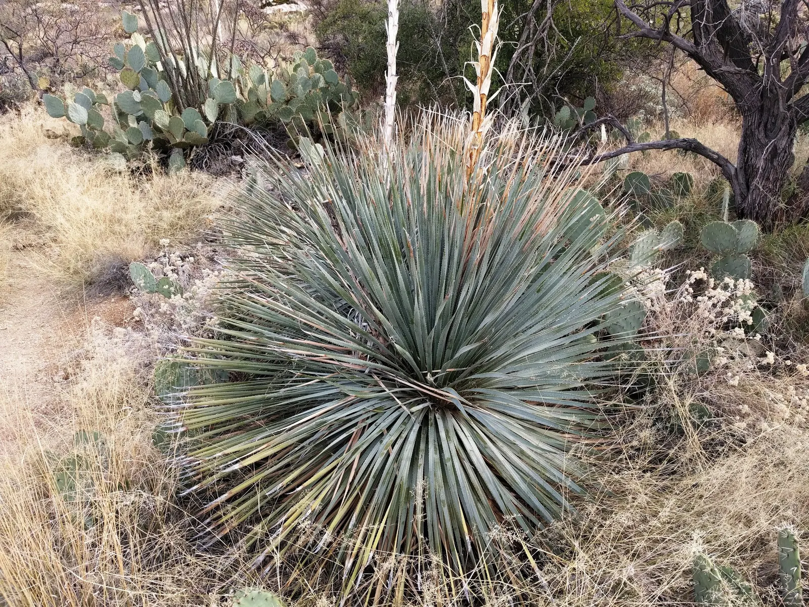 Grey Desert Spoon, Sotol (Dasylirion Wheeleri) — Tolerant to a range of soil types; this drought-tolerant plant can reach up to 5 feet in height and spread 6