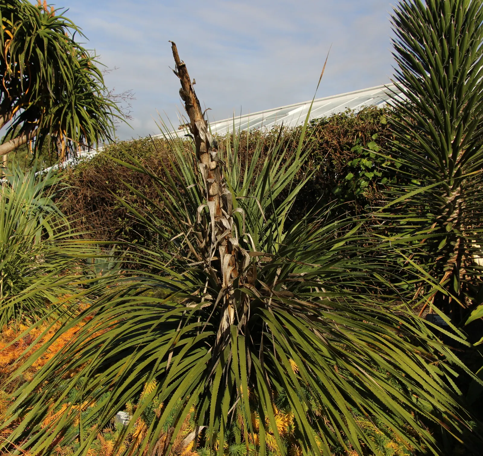 Grey Desert Spoon, Sotol (Dasylirion Wheeleri) — culminating in a rosette of narrow; more formally known as Dasylirion wheeleri