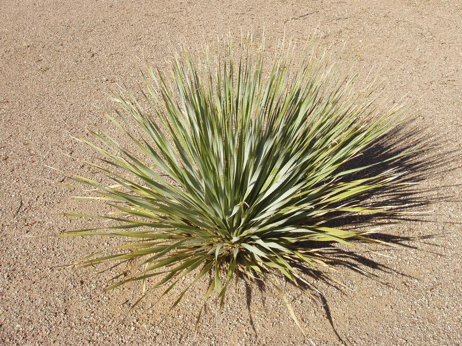 Grey Desert Spoon, Sotol (Dasylirion Wheeleri) — including bees and hummingbirds