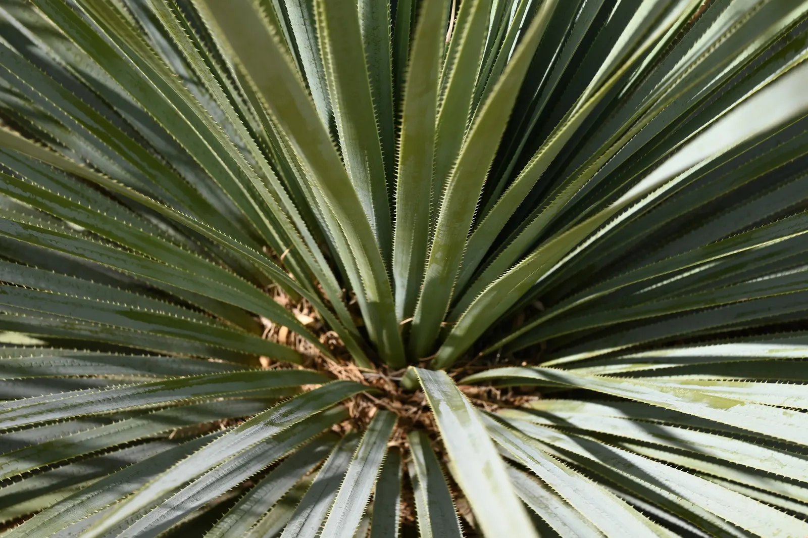 Grey Desert Spoon, Sotol (Dasylirion Wheeleri) — white flowers in the garden