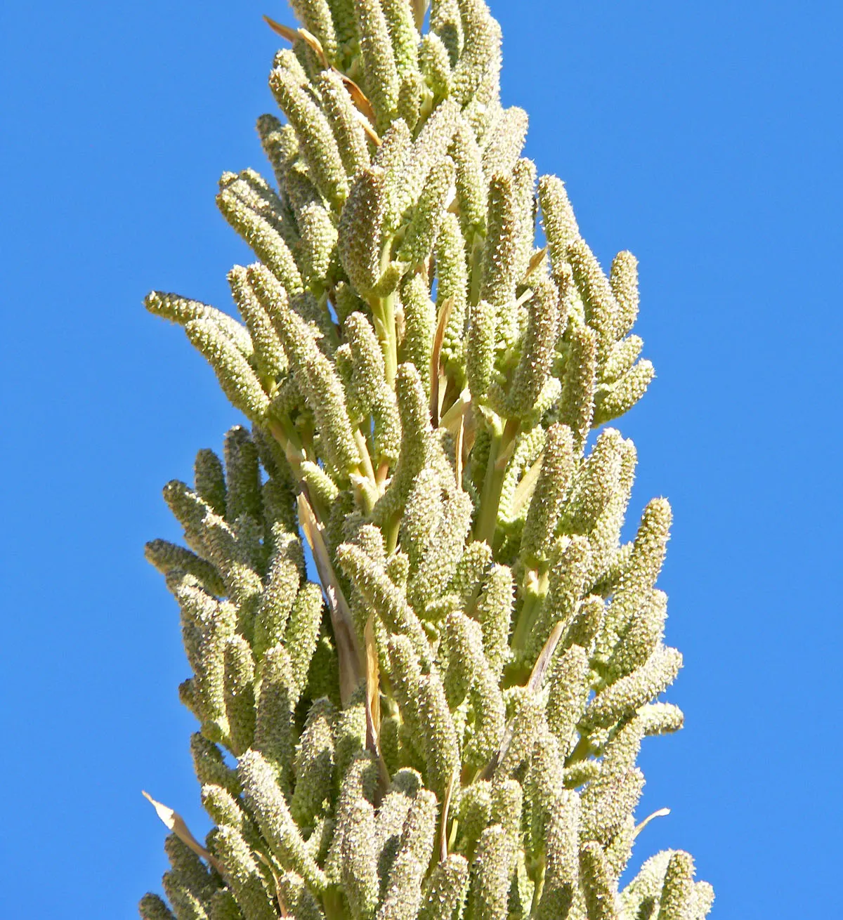 Grey Desert Spoon, Sotol (Dasylirion Wheeleri) — featuring a towering flower spike that can soar to 15 feet; merely requiring the occasional removal of old