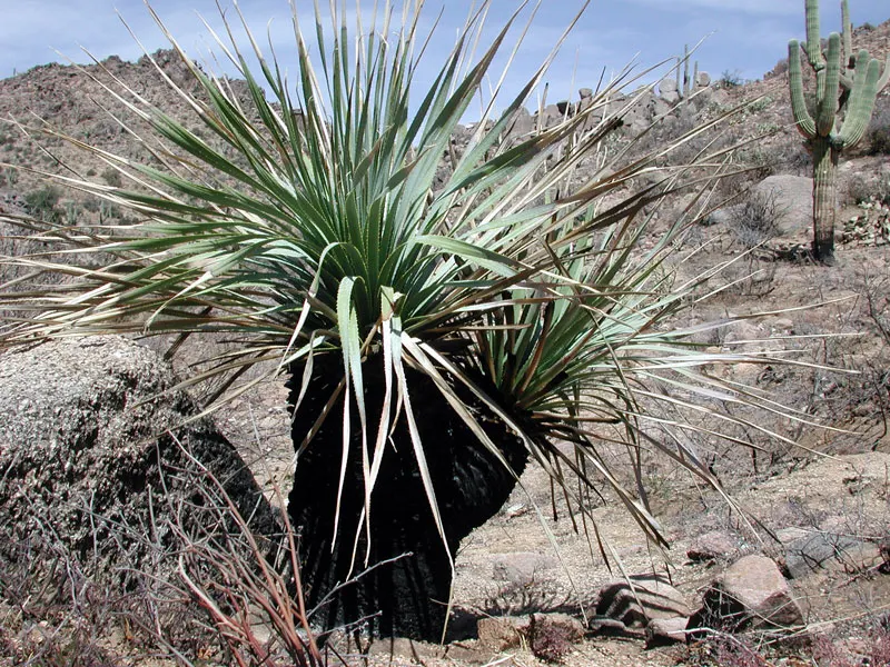 Grey Desert Spoon, Sotol (Dasylirion Wheeleri) — This drought-tolerant plant can reach up to 5 feet in height and spread 6 feet wide; tolerant to a range of