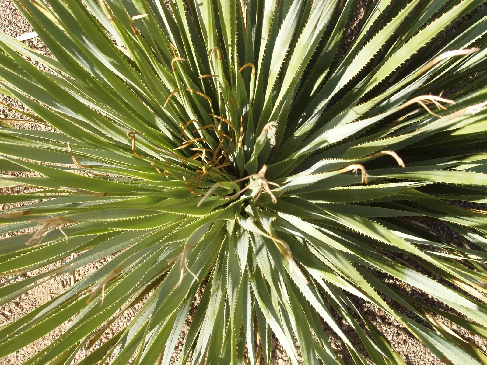 Grey Desert Spoon, Sotol (Dasylirion Wheeleri) — Inform clients of its slow growth rate, ensuring them of its manageable size over several years