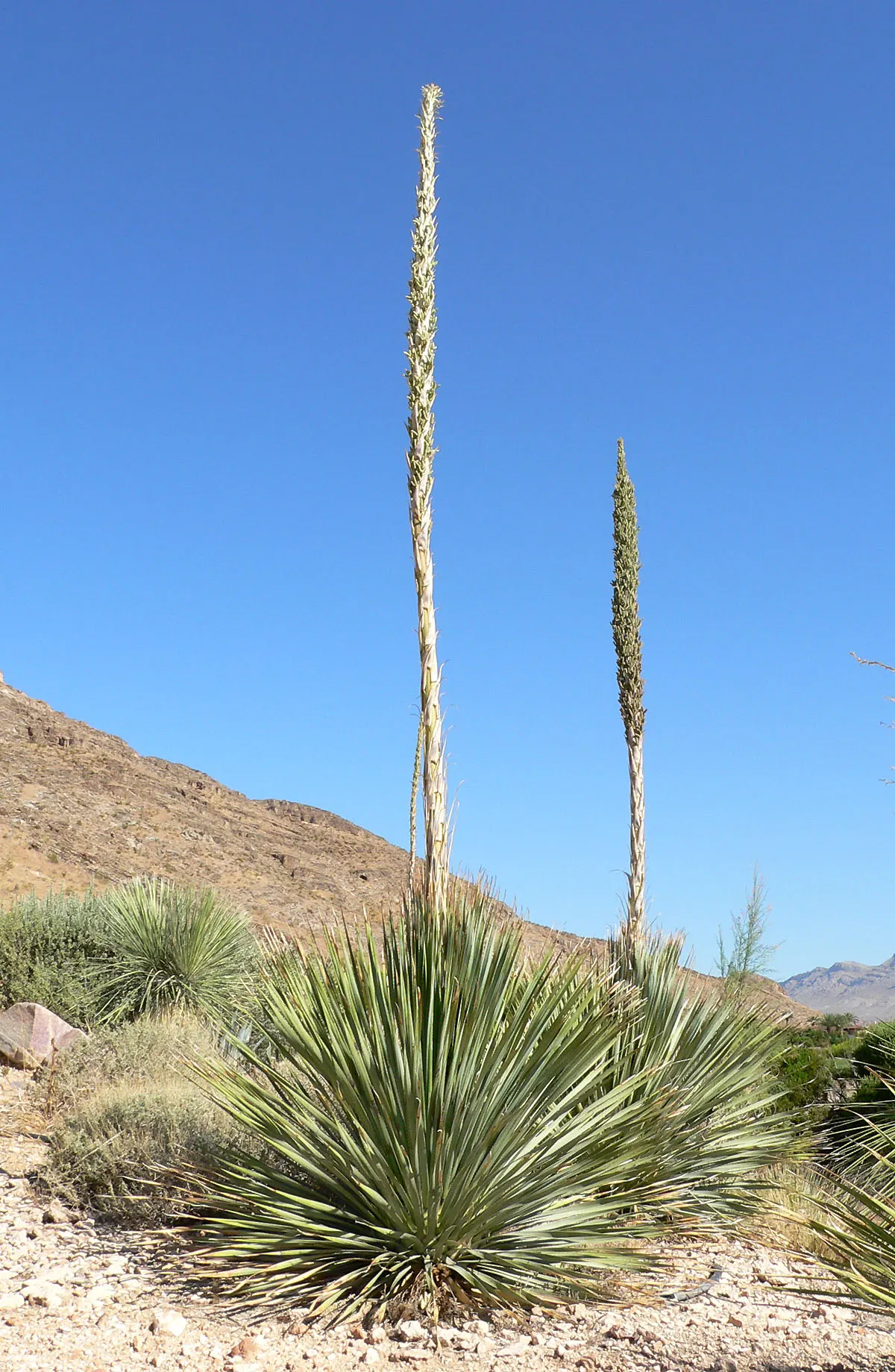 Grey Desert Spoon, Sotol (Dasylirion Wheeleri) — being an exemplary candidate for xeriscaping; succulent with white blooms