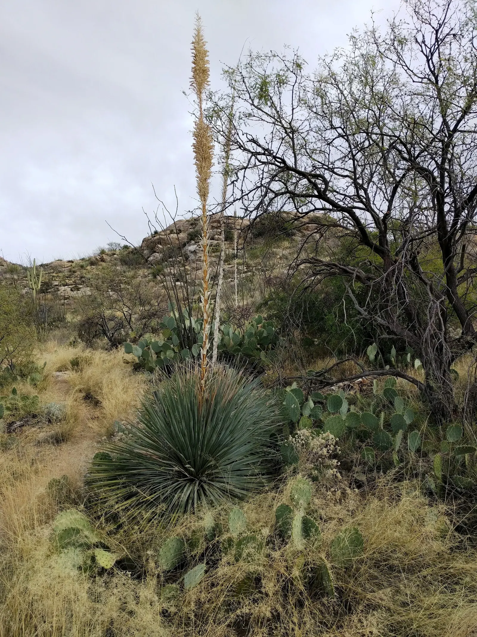 Grey Desert Spoon, Sotol (Dasylirion Wheeleri) — provided they offer good drainage