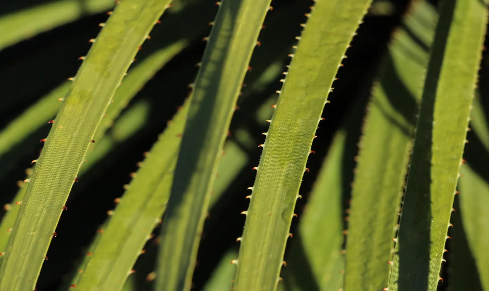 Grey Desert Spoon, Sotol (Dasylirion Wheeleri) — With its stunning silvery-grey foliage and distinctive architectural form; white flowers in the garden