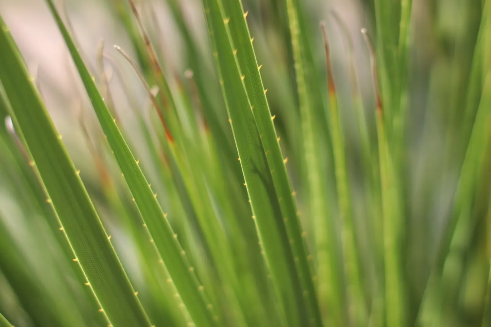 Grey Desert Spoon, Sotol (Dasylirion Wheeleri) — more formally known as Dasylirion wheeleri