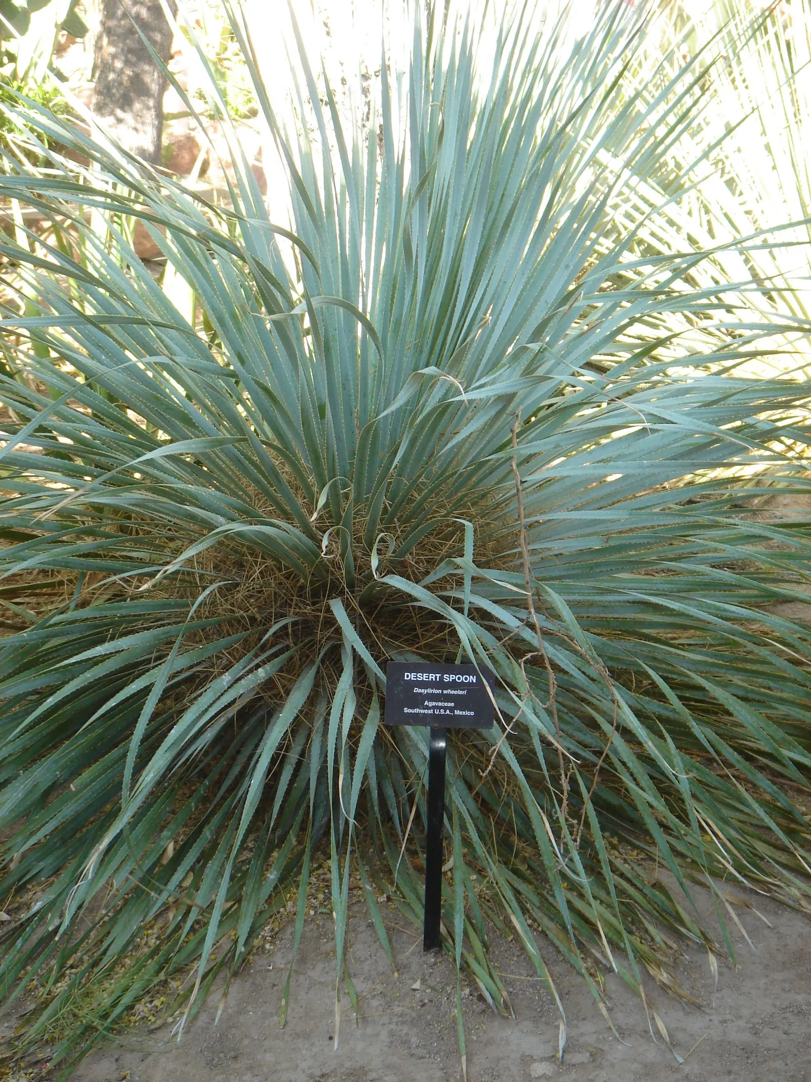 Grey Desert Spoon, Sotol (Dasylirion Wheeleri) — Tolerant to a range of soil types
