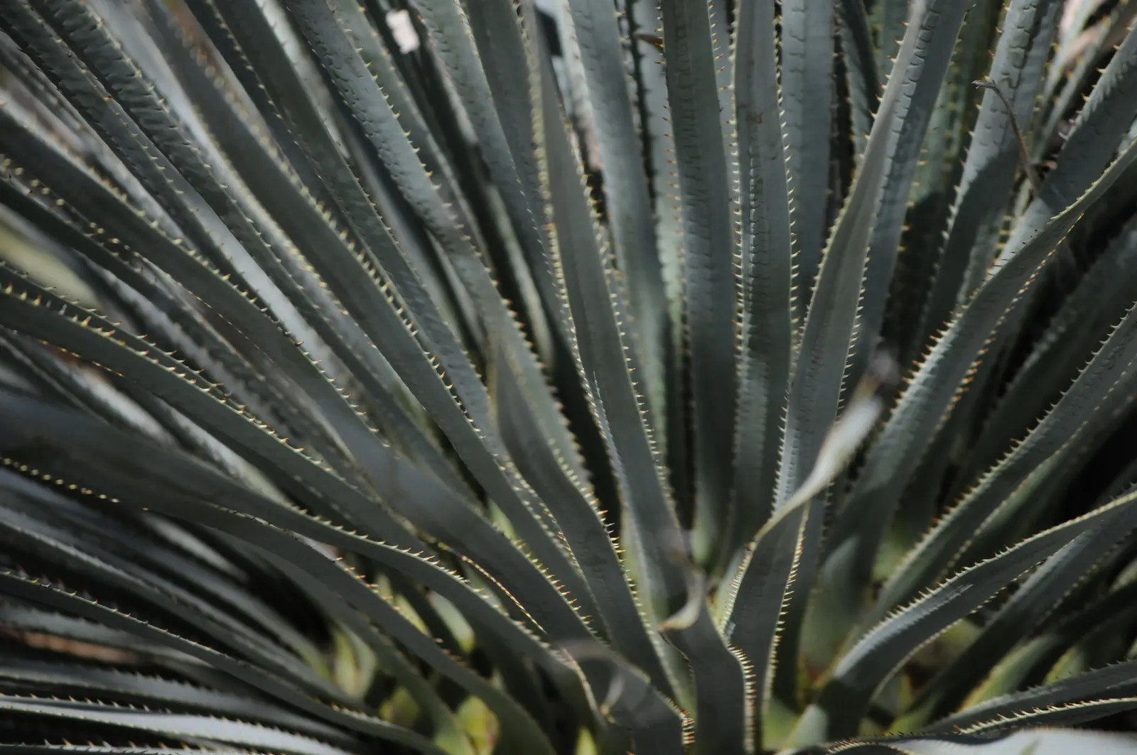 Grey Desert Spoon, Sotol (Dasylirion Wheeleri) — is a sculptural succulent that adds a striking aesthetic with its rosette of long; ideal for, image 49