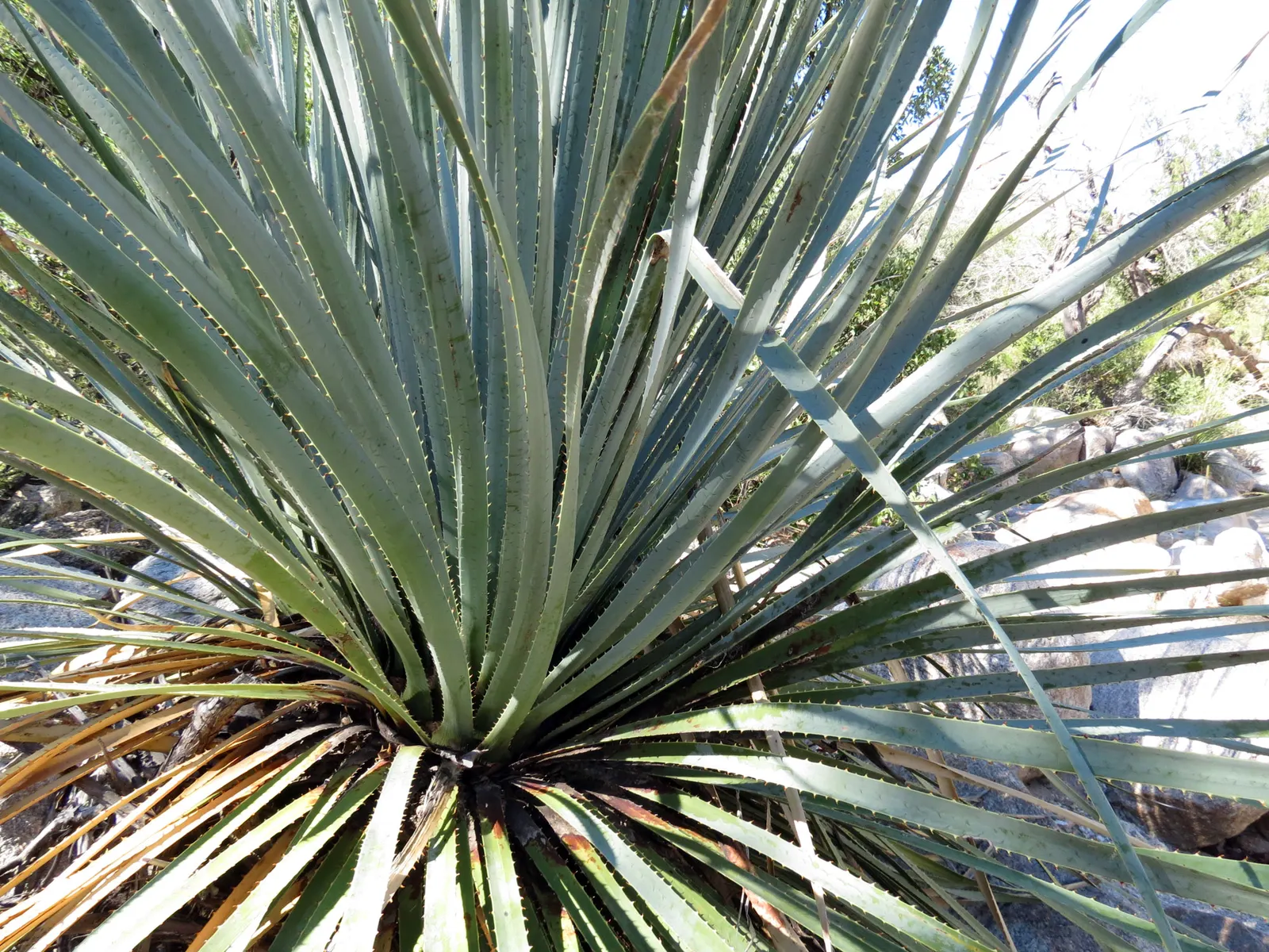 Grey Desert Spoon, Sotol (Dasylirion Wheeleri) — being an exemplary candidate for xeriscaping