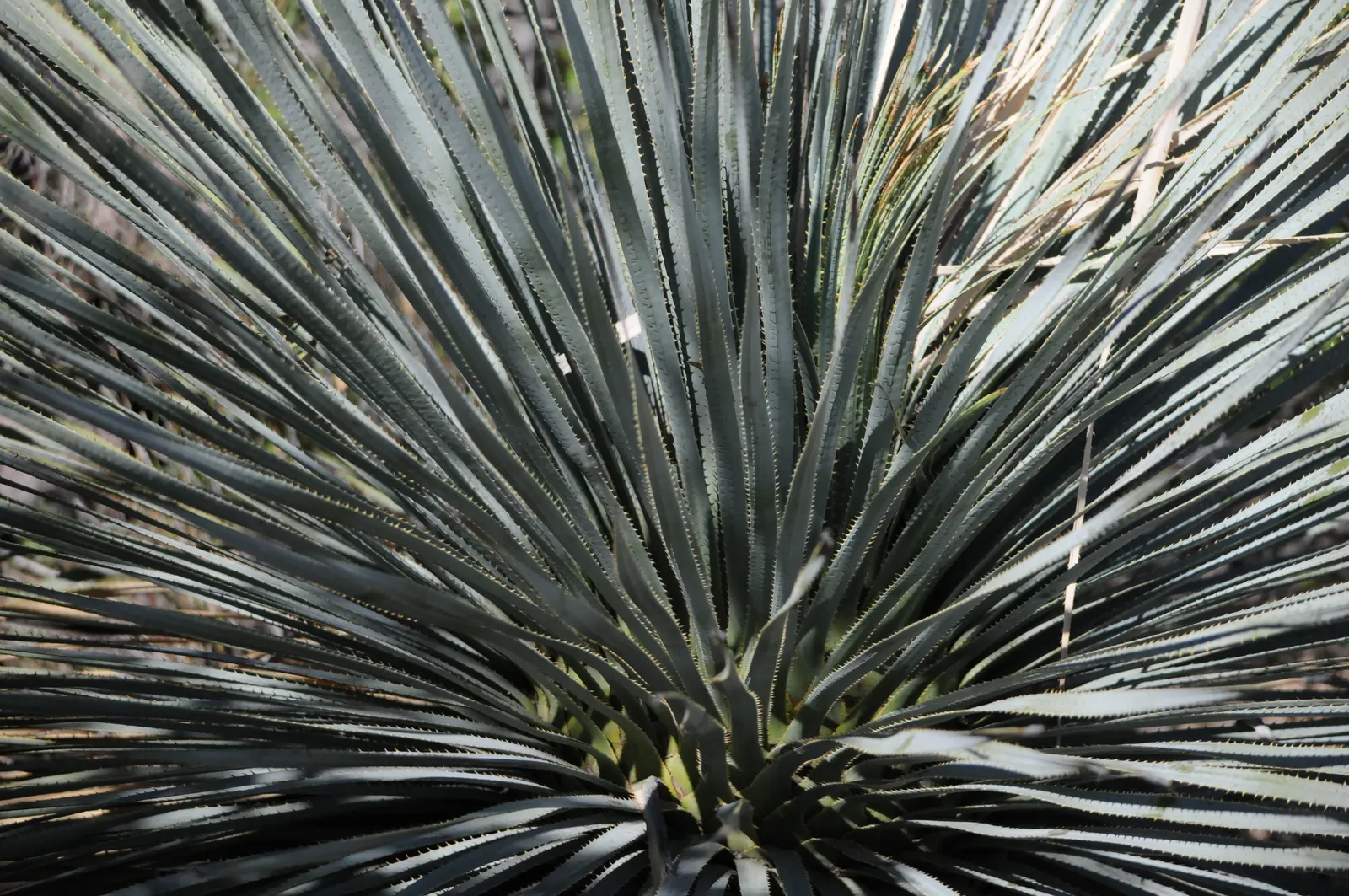 Grey Desert Spoon, Sotol (Dasylirion Wheeleri) — featuring a towering flower spike that can soar to 15 feet; merely requiring the occasional, image 51