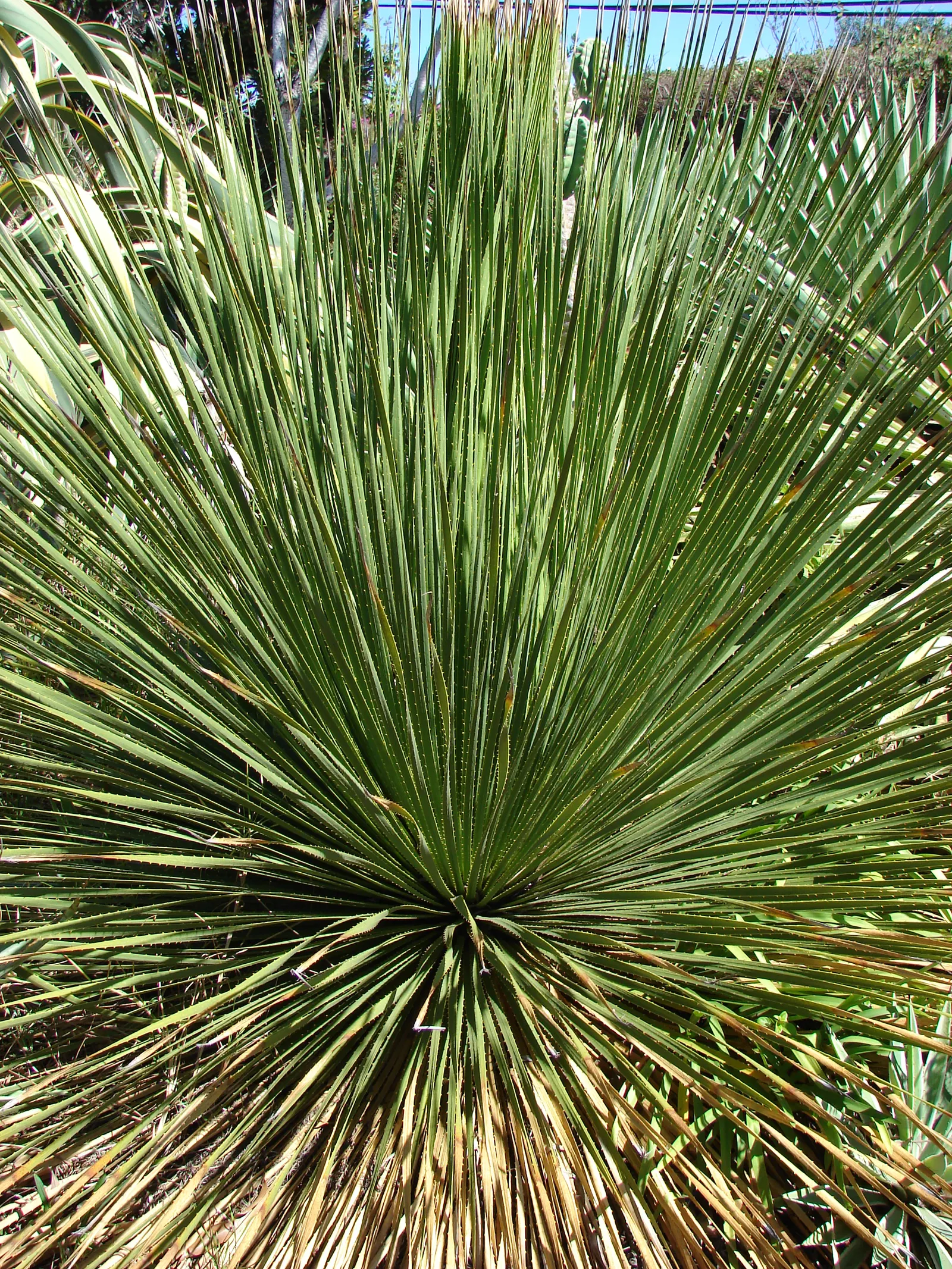 Grey Desert Spoon, Sotol (Dasylirion Wheeleri) — Its striking flower stalk soars to a height of 9 to 15 feet once mature; drought-tolerant perennial that is