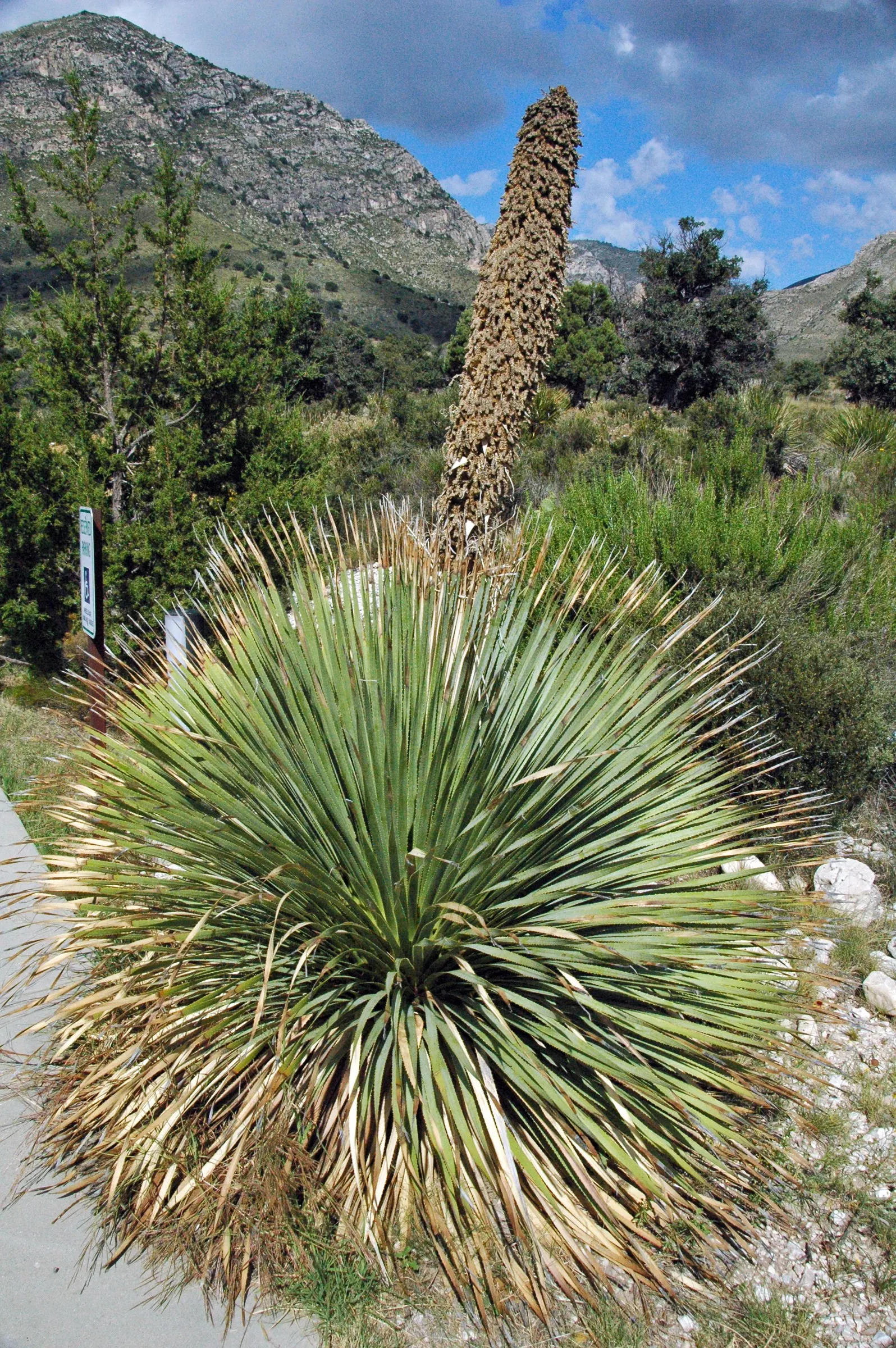 Grey Desert Spoon, Sotol (Dasylirion Wheeleri) — This drought-tolerant plant can reach up to 5 feet in height and spread 6 feet wide; tolerant to a, image 50
