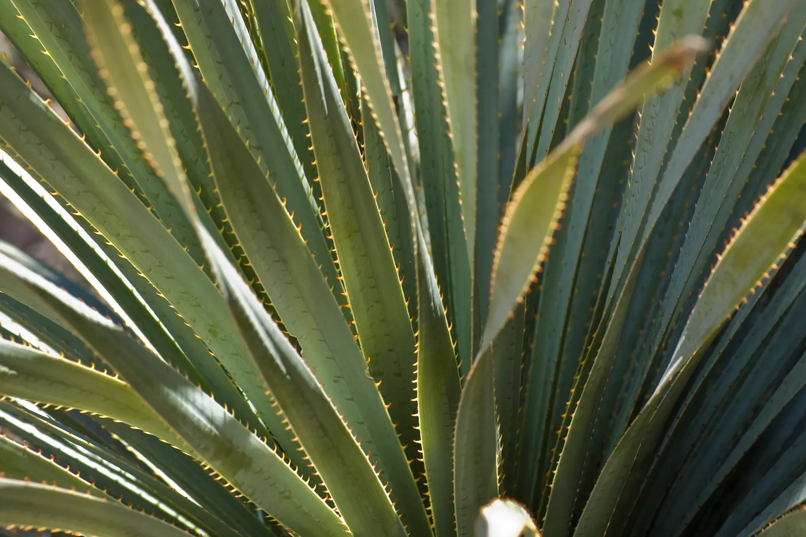 Grey Desert Spoon, Sotol (Dasylirion Wheeleri) — Dasylirion wheeleri exhibits exceptional drought resistance