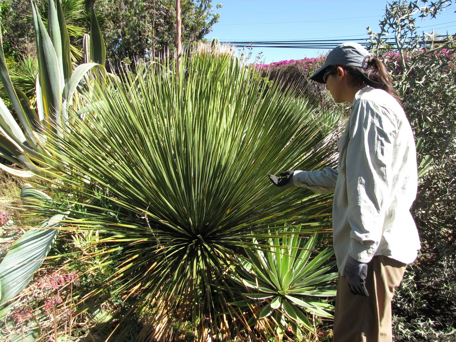 Grey Desert Spoon, Sotol (Dasylirion Wheeleri) — featuring a towering flower spike that can soar to 15 feet