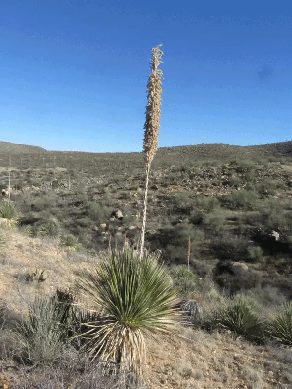 Grey Desert Spoon, Sotol (Dasylirion Wheeleri) — is a sculptural succulent that adds a striking aesthetic with its rosette of long