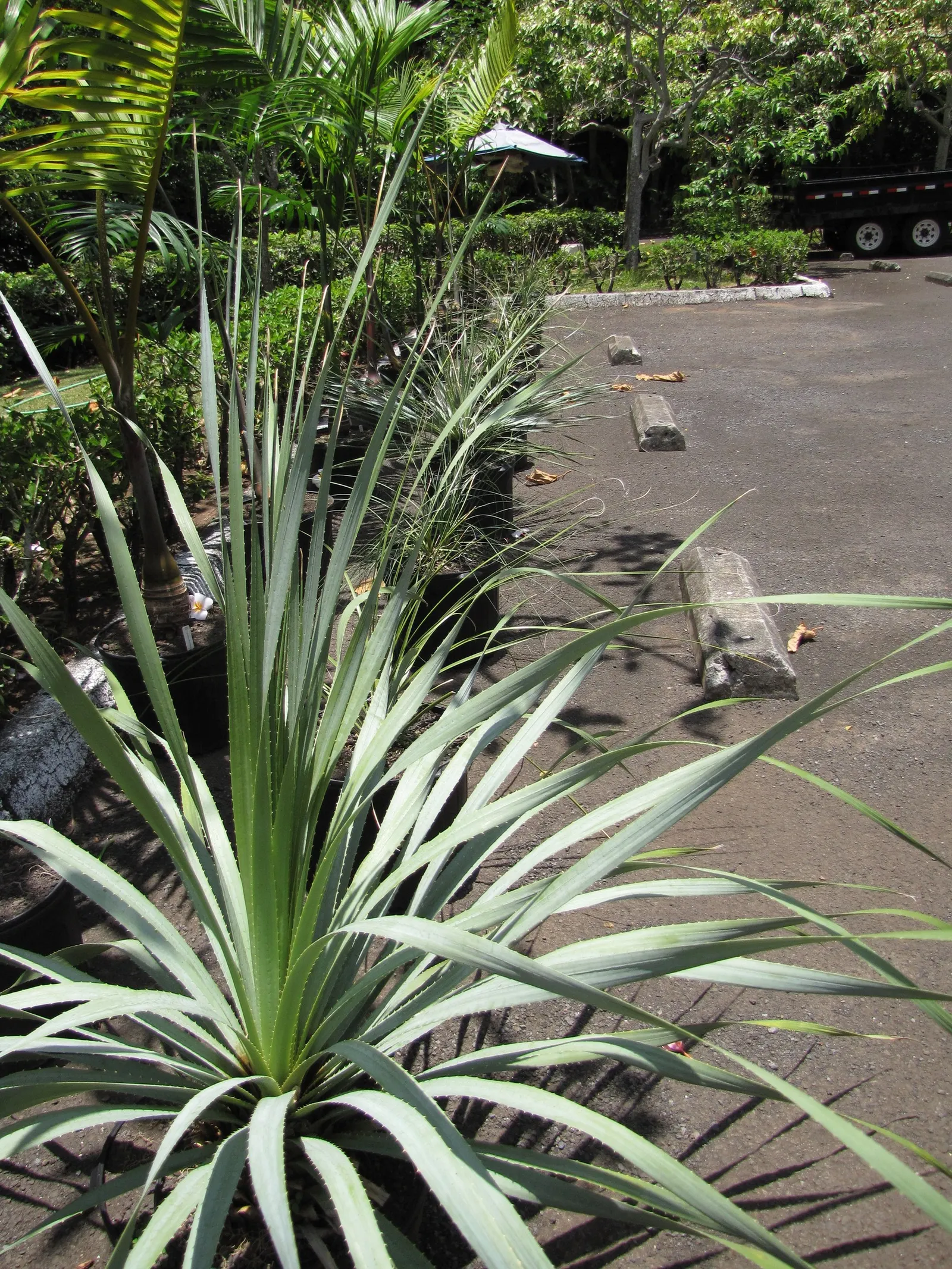 Grey Desert Spoon, Sotol (Dasylirion Wheeleri) — It offers a sculptural aesthetic that complements rock gardens; including bees and hummingbirds