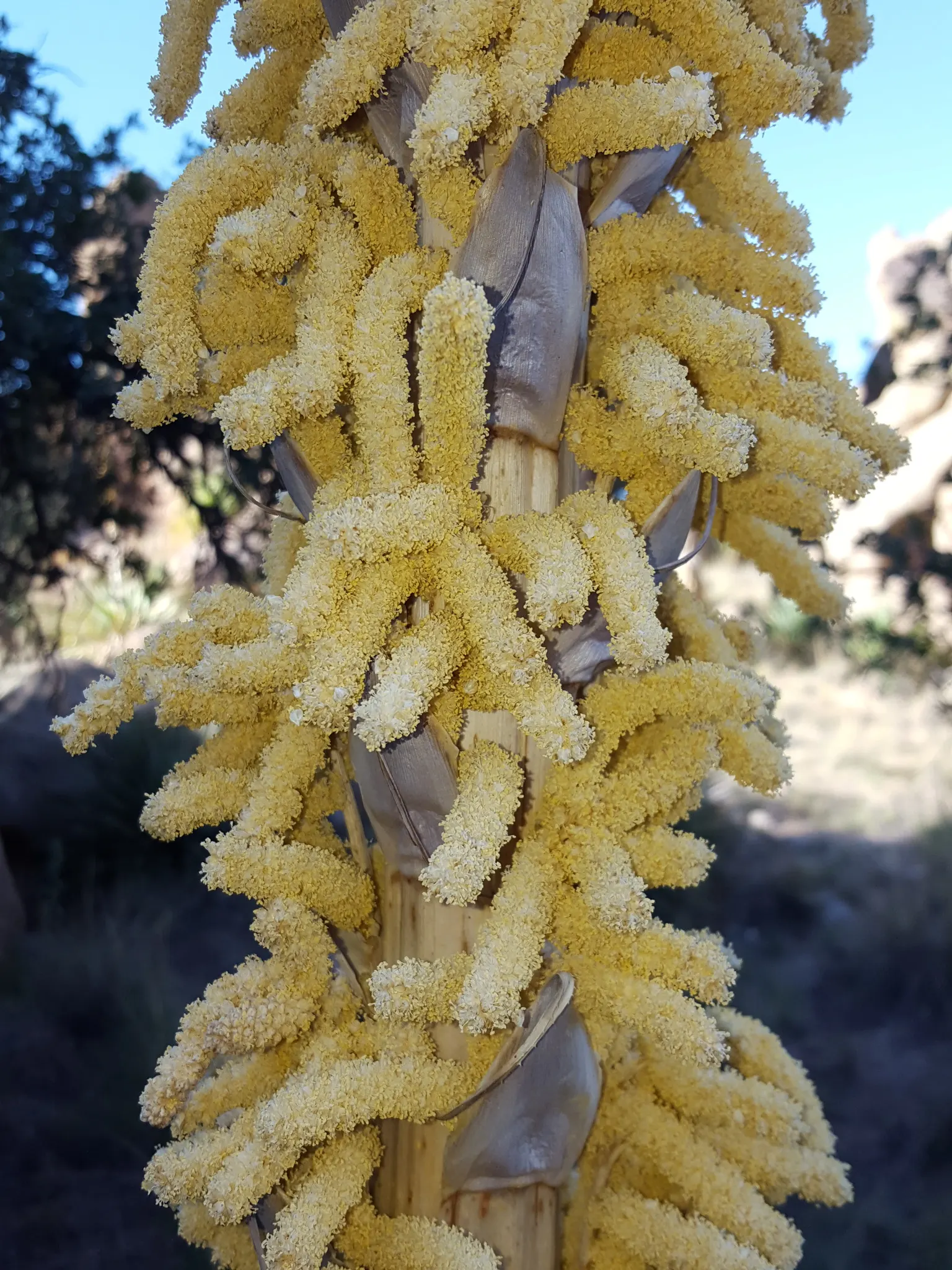 Grey Desert Spoon, Sotol (Dasylirion Wheeleri) — white flowers in the garden; with its stunning silvery-grey foliage and distinctive architectural form