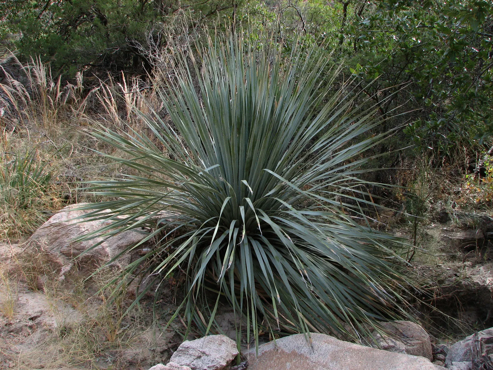 Grey Desert Spoon, Sotol (Dasylirion Wheeleri) — Dasylirion wheeleri exhibits exceptional drought resistance; displaying creamy white blooms that are