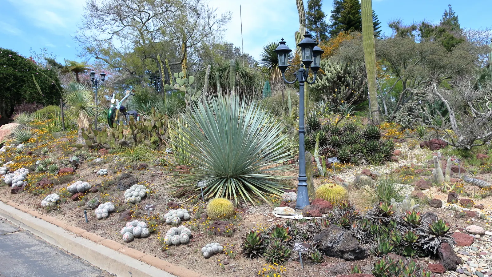 Grey Desert Spoon, Sotol (Dasylirion Wheeleri) — or modern landscapes desiring a touch of southwestern flair