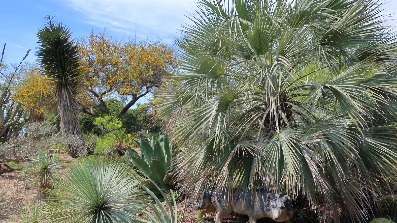 Grey Desert Spoon, Sotol (Dasylirion Wheeleri) — displaying creamy white blooms that are particularly appealing to various pollinators