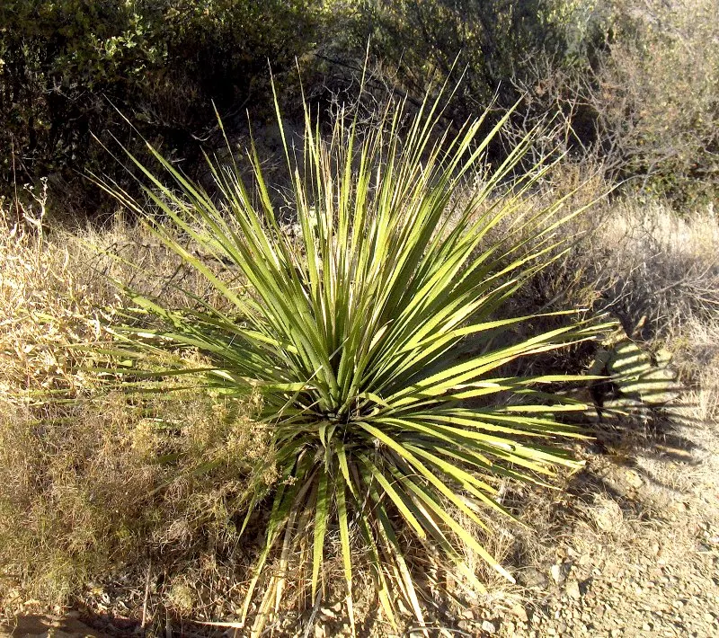 Grey Desert Spoon, Sotol (Dasylirion Wheeleri) — succulent with white blooms; being an exemplary candidate for xeriscaping