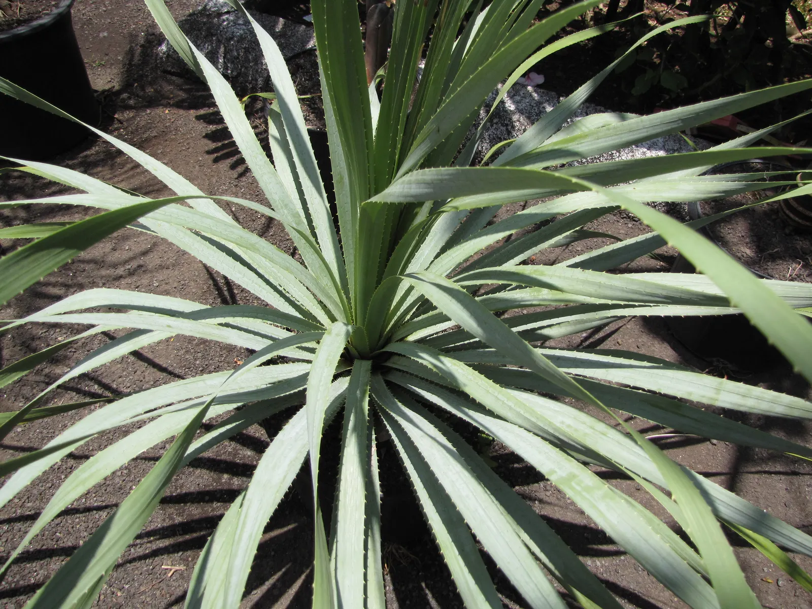 Grey Desert Spoon, Sotol (Dasylirion Wheeleri) — including bees and hummingbirds; it offers a sculptural aesthetic that complements rock gardens