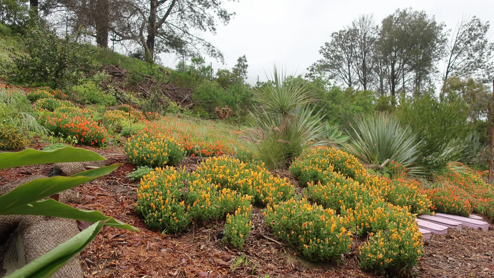 Grey Desert Spoon, Sotol (Dasylirion Wheeleri) — This drought-tolerant plant can reach up to 5 feet in height and spread 6 feet wide