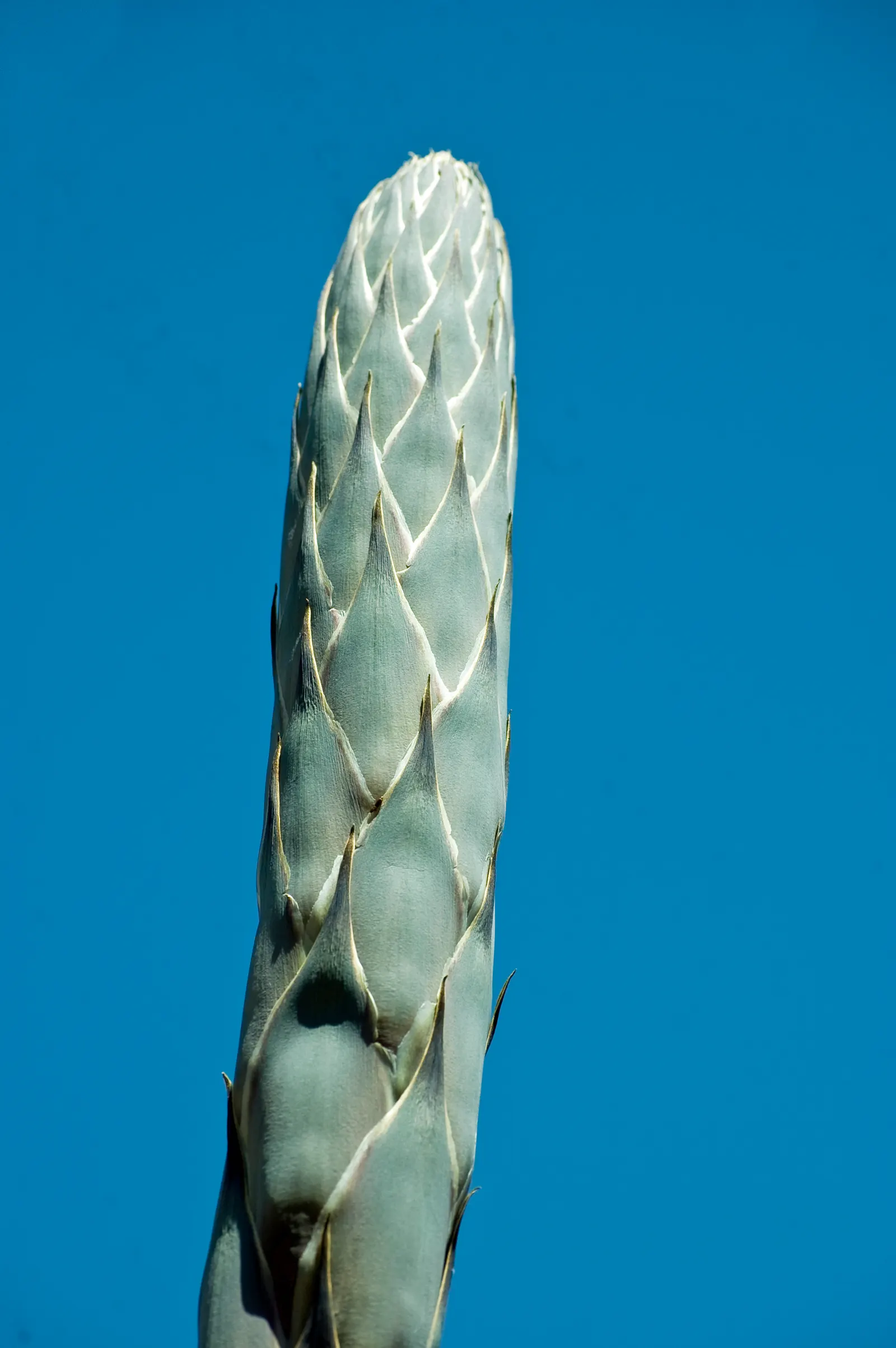Grey Desert Spoon, Sotol (Dasylirion Wheeleri) — displaying creamy white blooms that are particularly appealing to various pollinators; dasylirion wheeleri