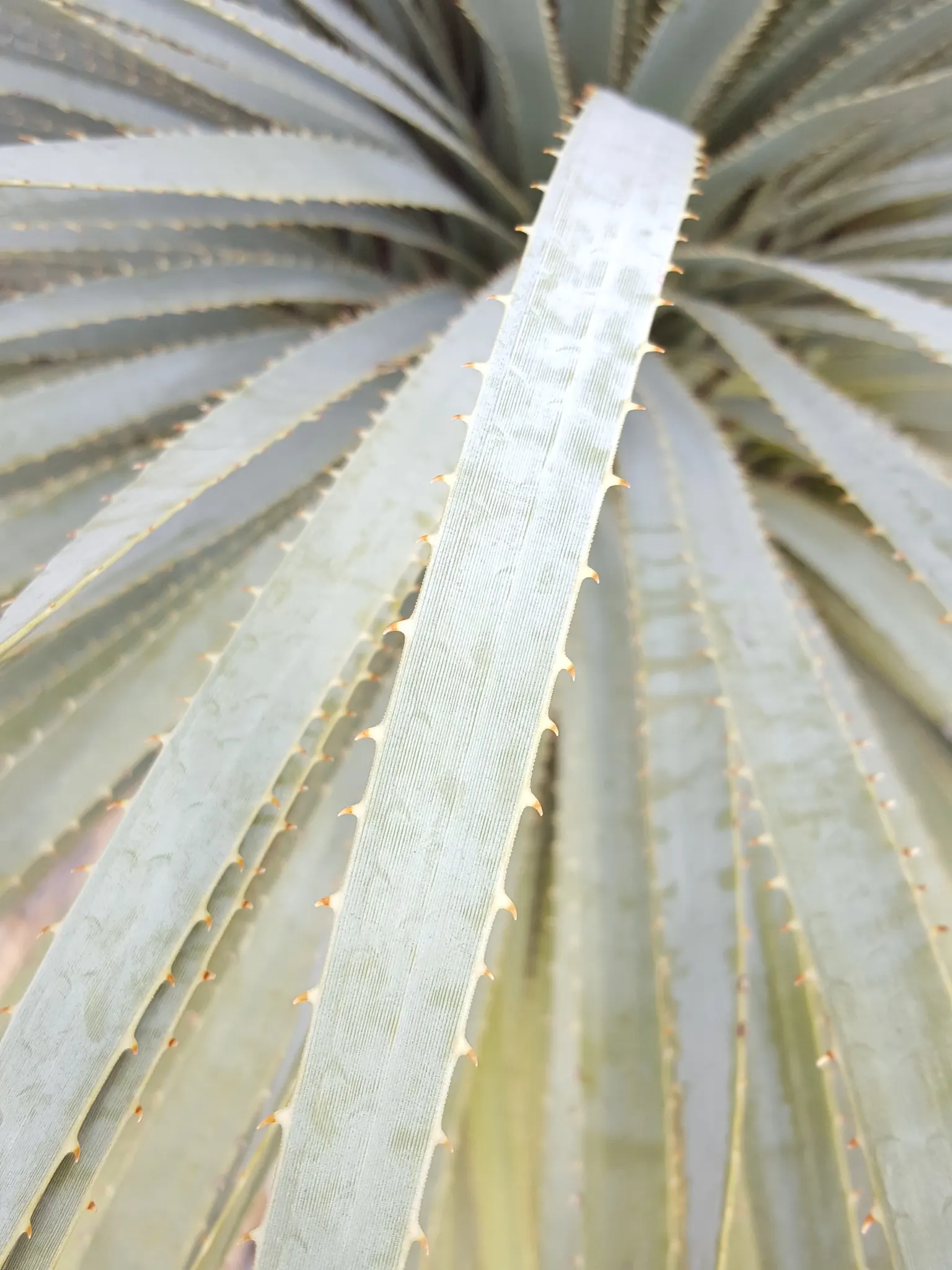 Grey Desert Spoon, Sotol (Dasylirion Wheeleri) — or modern landscapes desiring a touch of southwestern flair; succulent for full or half