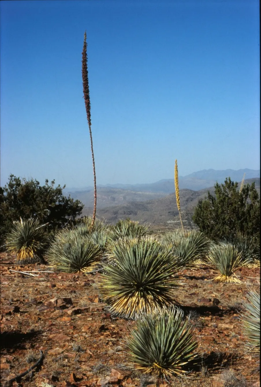 Grey Desert Spoon, Sotol (Dasylirion Wheeleri) — Inform clients of its slow growth rate, ensuring them of its manageable size over several years; giving it a