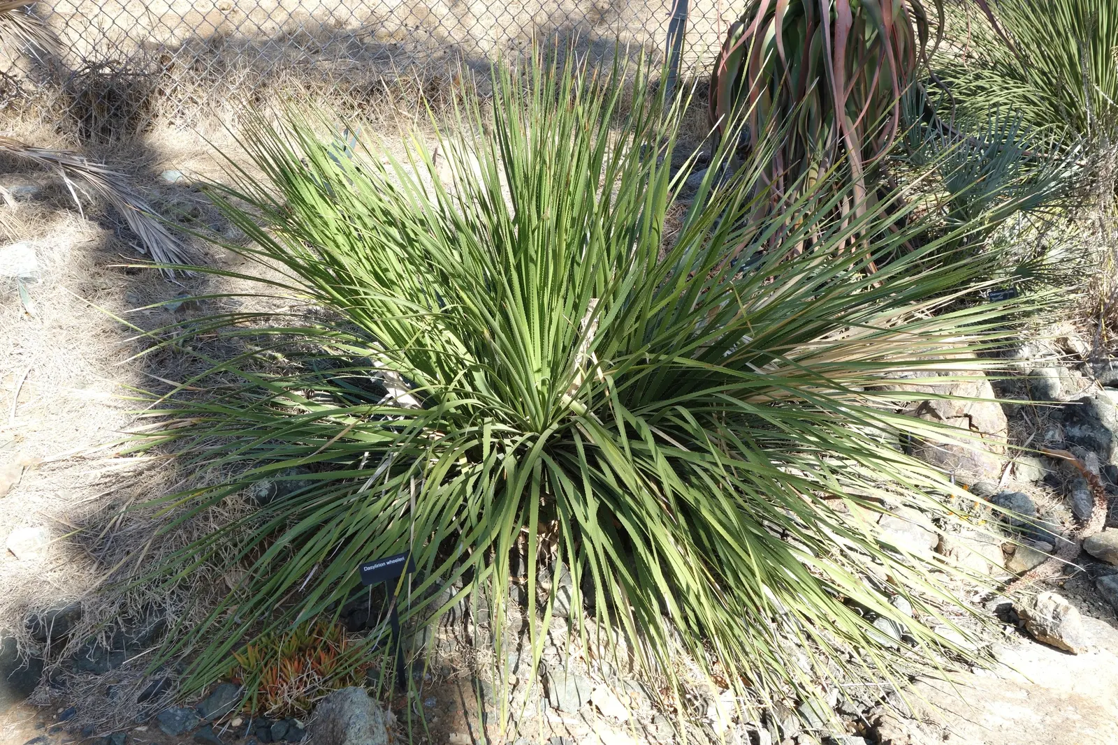 Grey Desert Spoon, Sotol (Dasylirion Wheeleri) — succulent with white blooms