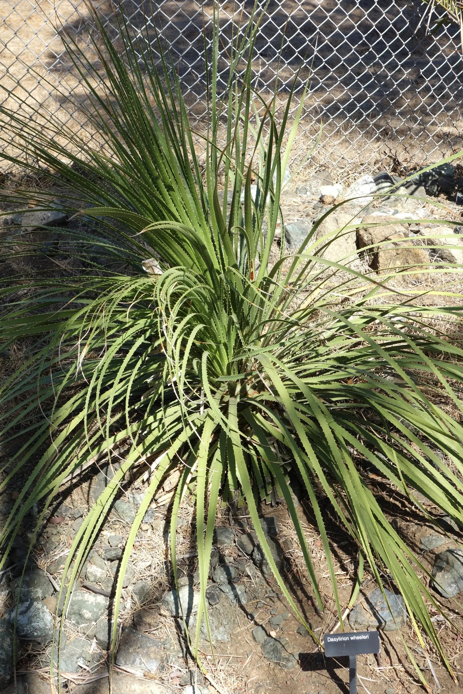Grey Desert Spoon, Sotol (Dasylirion Wheeleri) — succulent for full or half