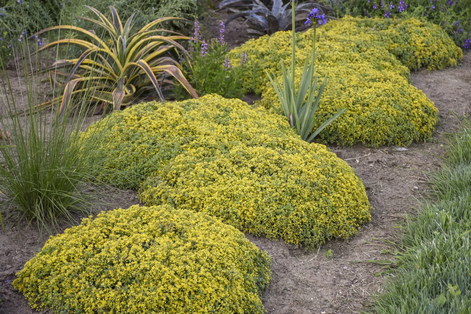 'Yellow Brick Road' Stonecrop (Sedum hybrid) — mounded perennial with the easy charm and drought-ready resilience designers value in sunny