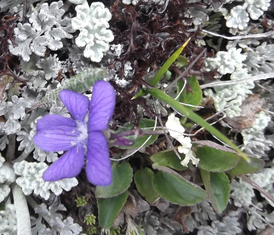 Dog Violet (Viola Adunca) — <br><br>Its foliage is lance-shaped and medium green, providing a pleasant backdrop for the vibrant flowers