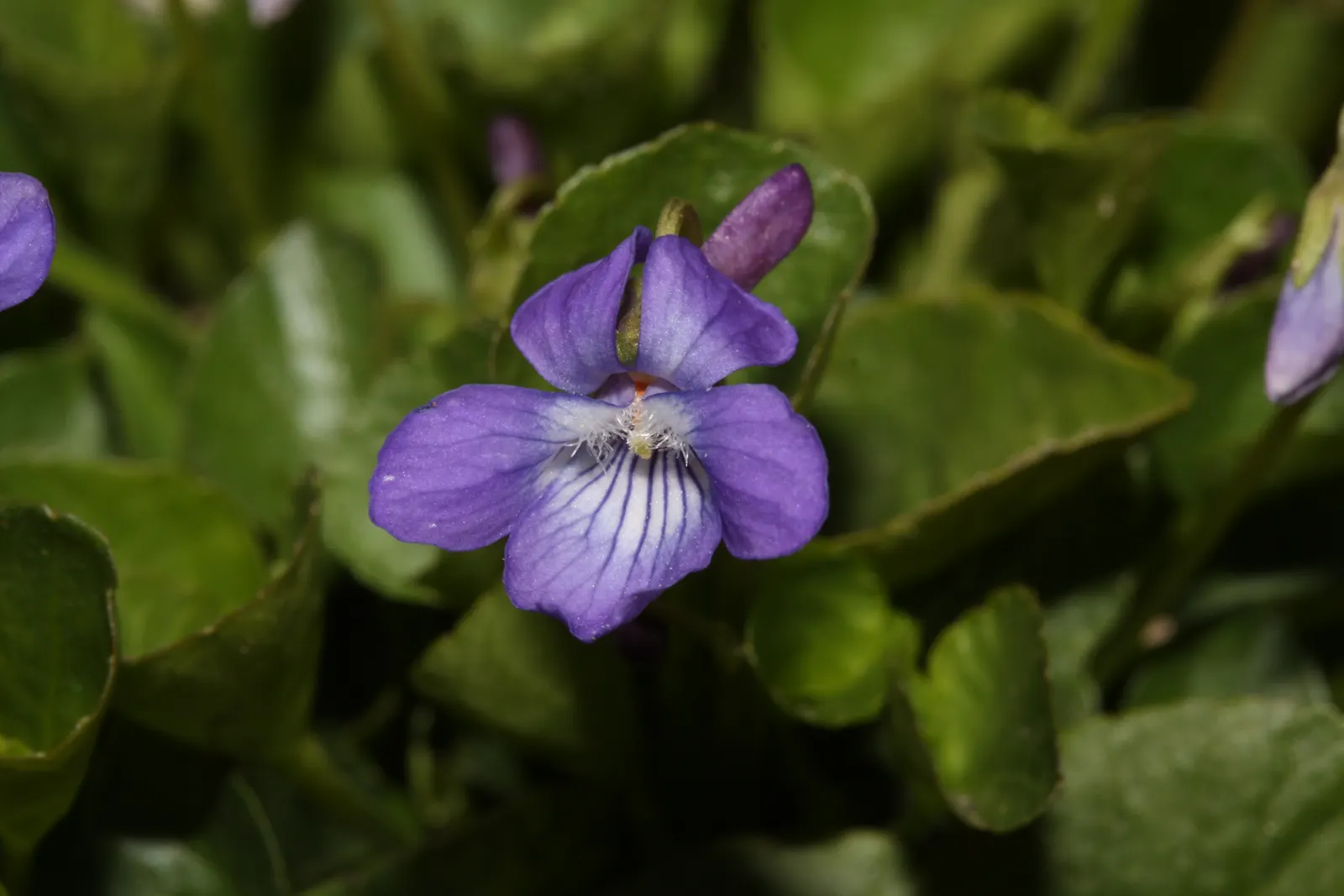 Dog Violet (Viola Adunca) — Ideal for woodland gardens, this species offers both aesthetic appeal and support for local pollinators; it is, image 82