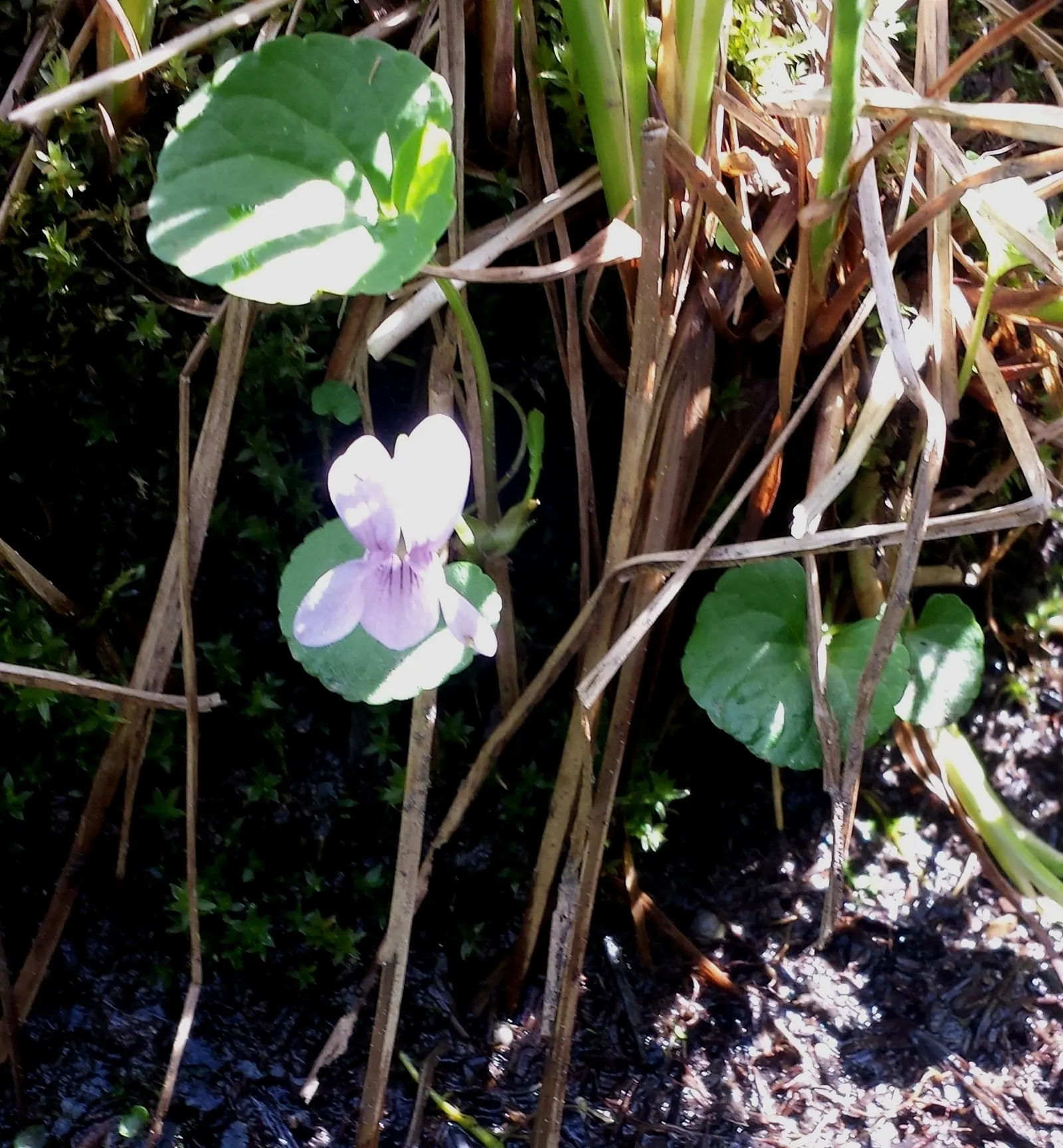 Dog Violet (Viola Adunca) — is a low-lying perennial favored for its resilient nature and early spring blooms; roughly about 0.25 to 0.5 inches in, image 127