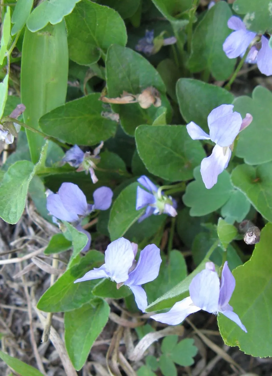 Dog Violet (Viola Adunca) — with its blossoms providing subtle dimensions; it grows to a modest height of about 4 to 6 inches with a similar spread, image 135